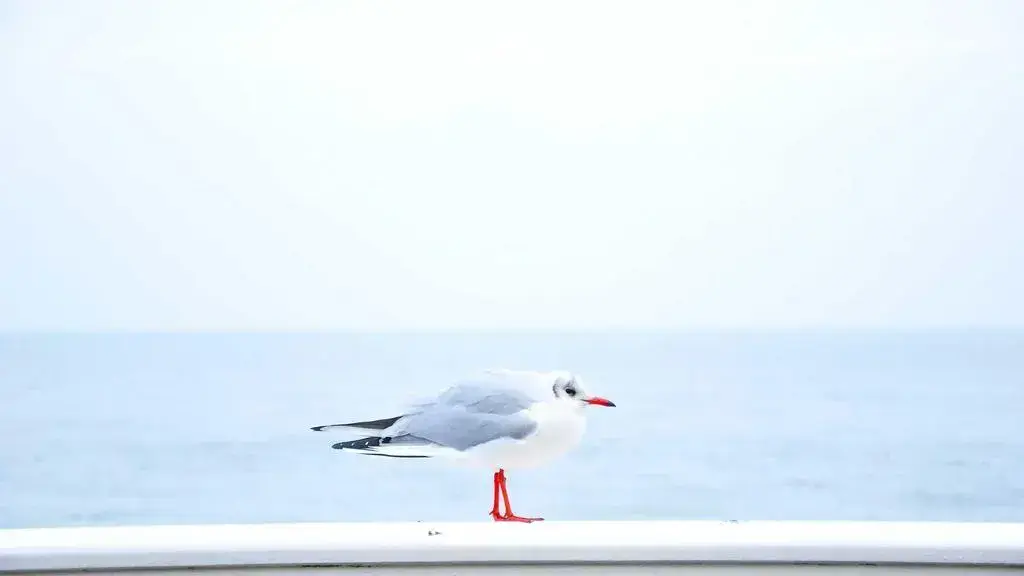 Cele mai bune locuri de stat în Maui