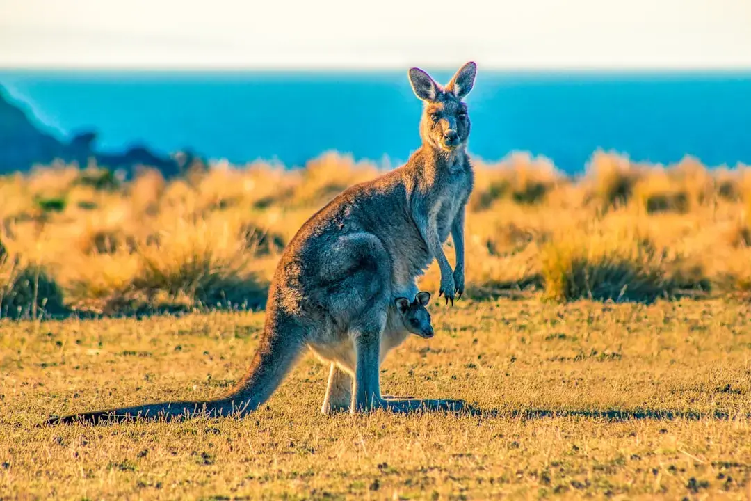 Redescoperim Australia și Tasmania: aventuri memorabile