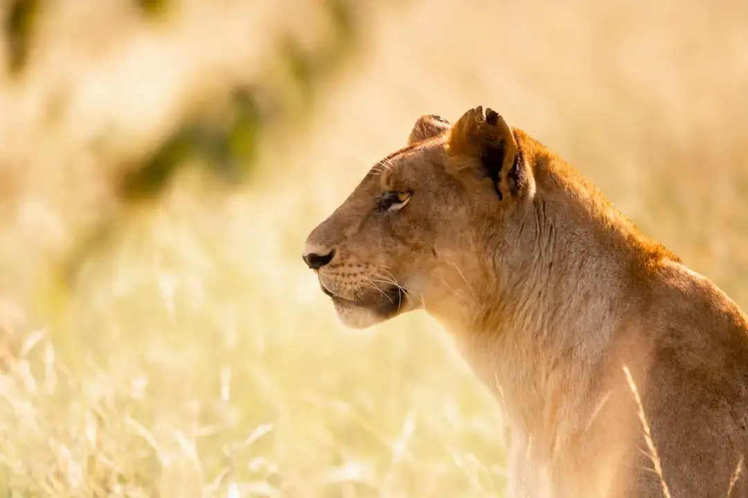 Safari în Masai Mara și explorarea lacului Nakuru în Kenya