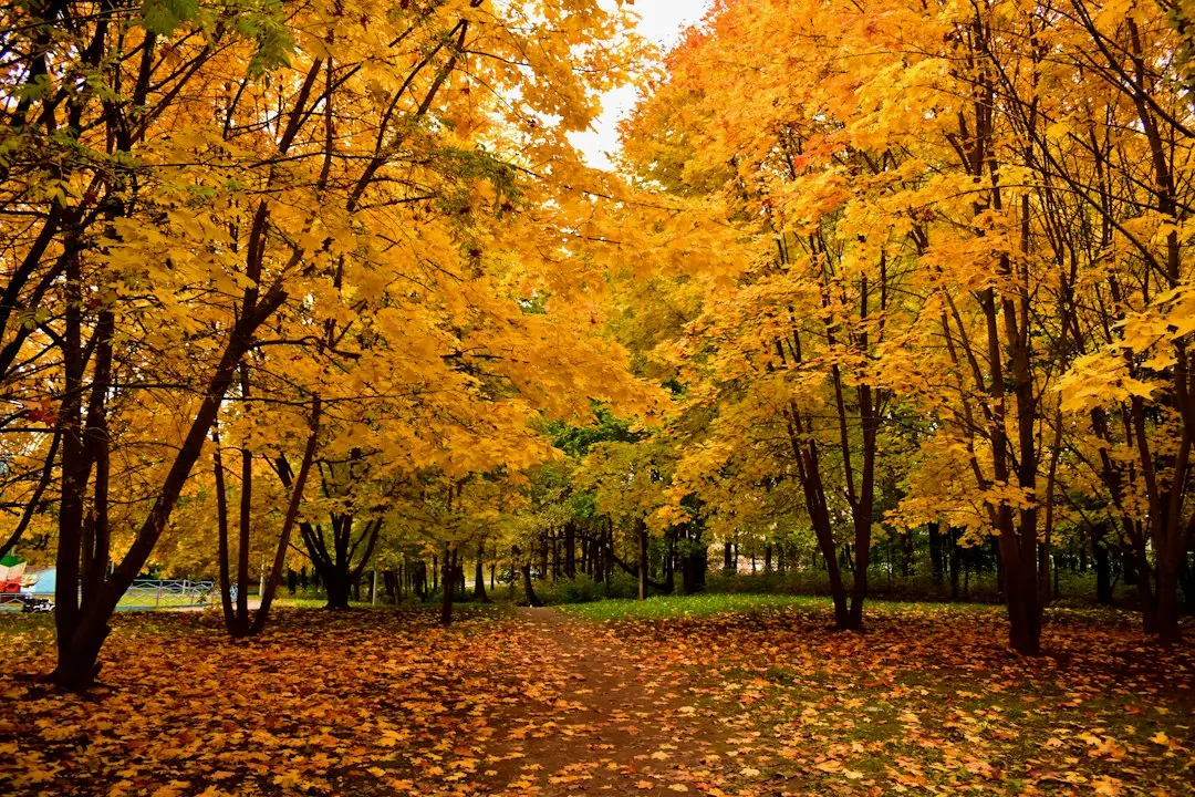 Toamna – sezonul ideal pentru camping cu multă liniște și natură la culme