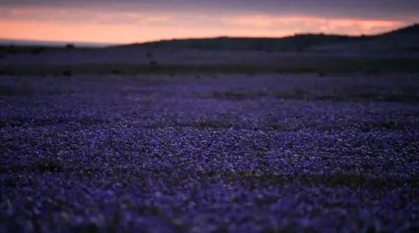 Deșertul Atacama s-a acoperit de flori după ploile El Niño, imagine spectaculoasă
