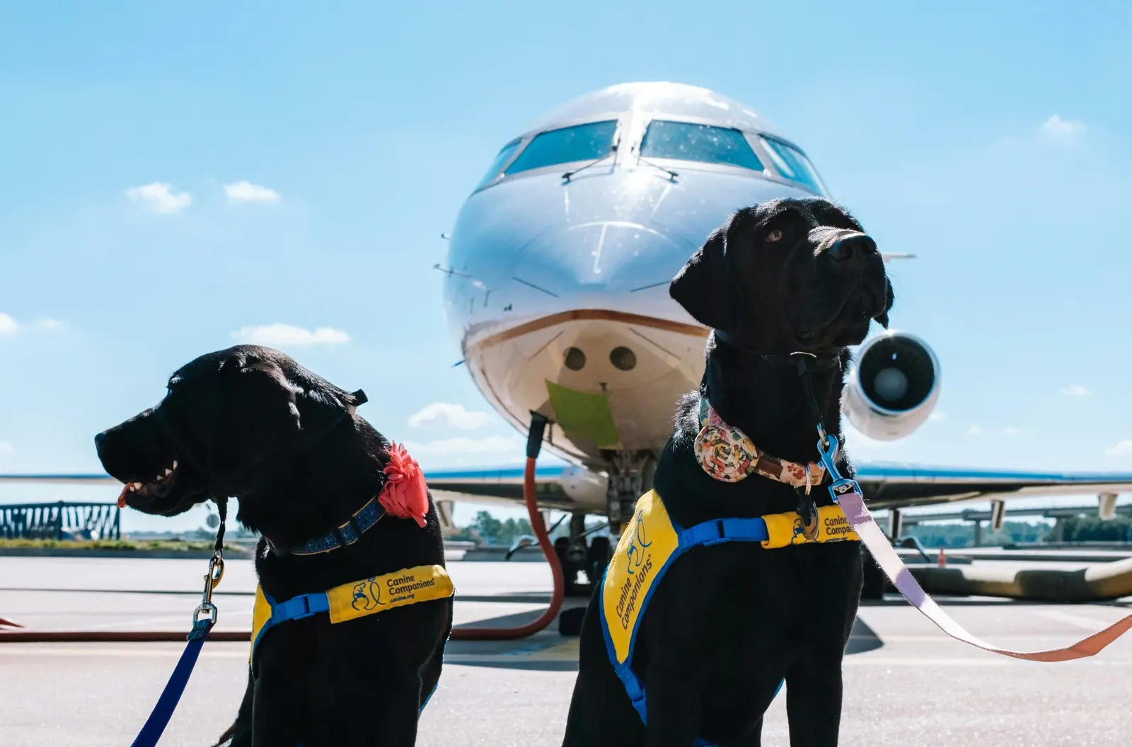 Ghid practic pentru călători cu animale de companie pe zborurile din SUA