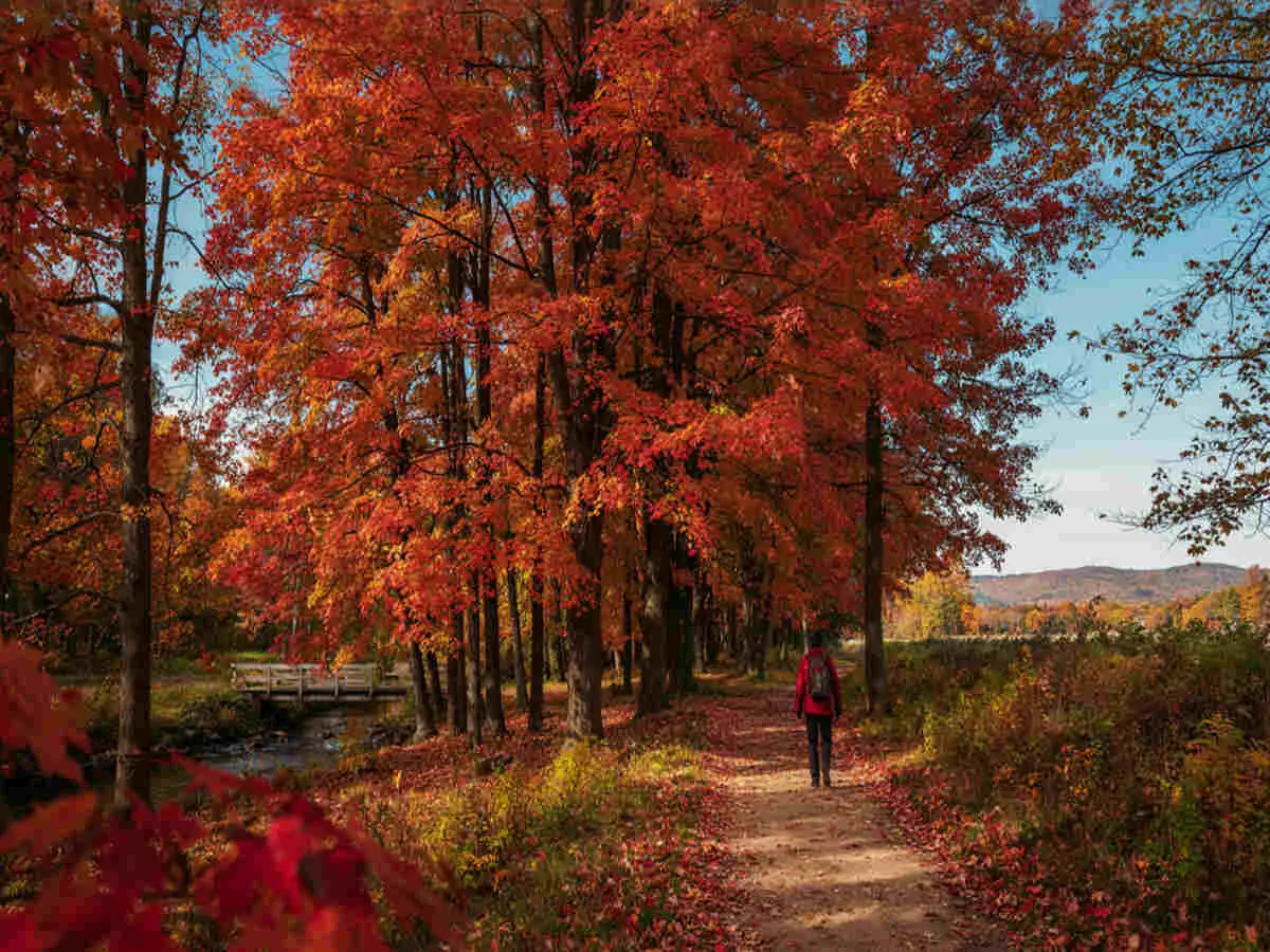 Okanagan și Muskoka: cum turismul canadian florește în toamnă prin gastronomie și natură