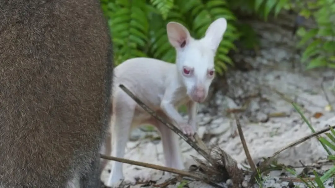 Quartz, valabi albino rar, a apărut la Disney's Animal Kingdom
