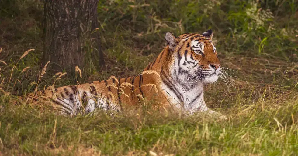 Yorkshire Wildlife Park se deschide din nou pentru oaspeți după un atac fatal de tigru